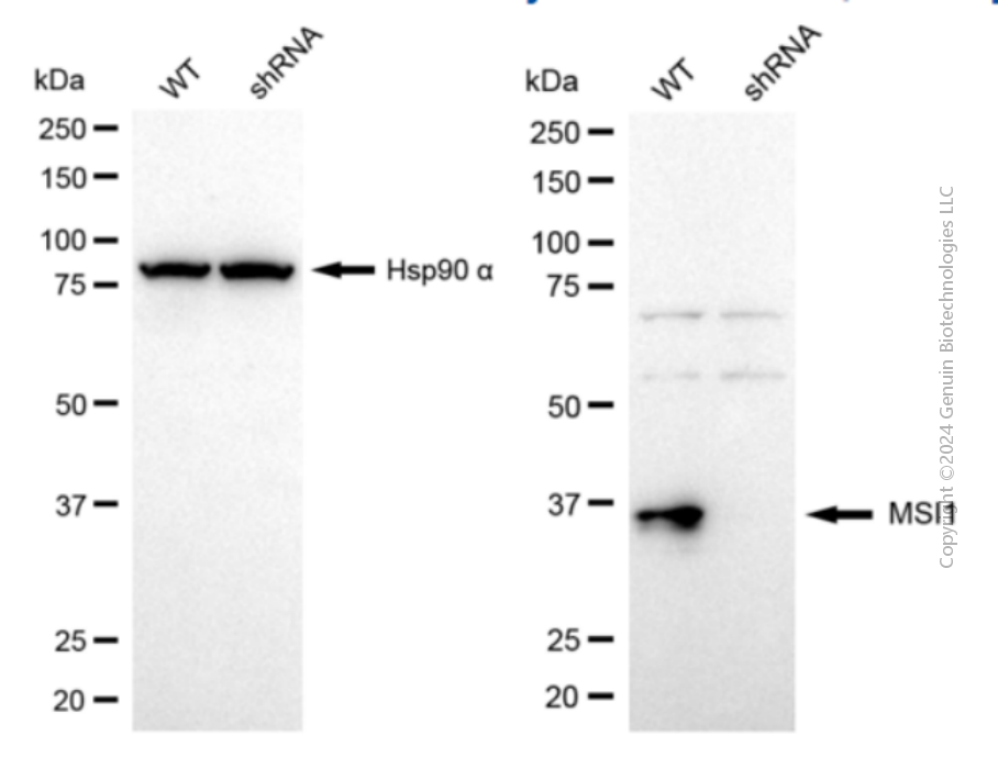 WB - KD-Validated Anti-MSI1 Mouse Monoclonal Antibody AGI2079